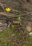 Tufted yellow woodsorrel